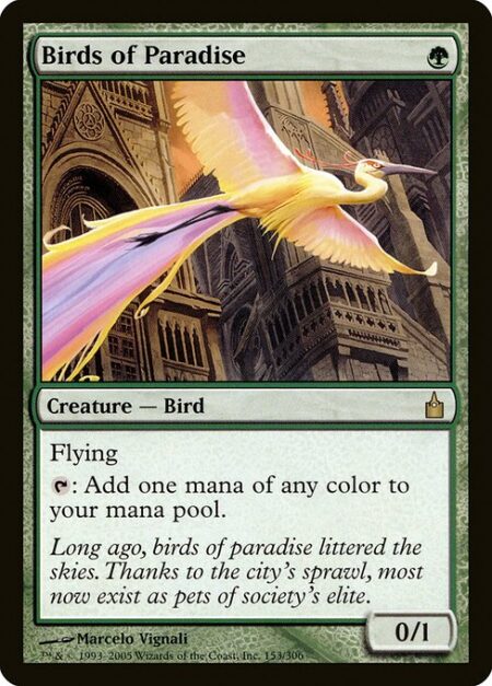Birds of Paradise - Flying